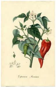 Botanical-Chili-Plant-Printable-GraphicsFairy-sm-664x1024